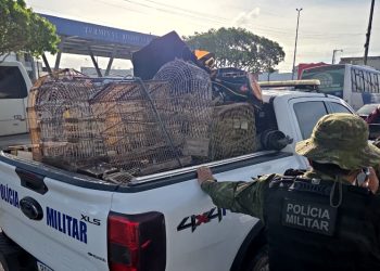 PM resgata mais de 150 aves silvestres e coíbe crimes ambientais no interior de SE