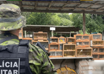 Operação apreende mais de 150 pássaros silvestres na feira livre de Lagarto