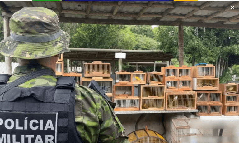 Operação apreende mais de 150 pássaros silvestres na feira livre de Lagarto