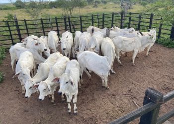 BNB aplica R$ 46 milhões em produções agroecológicas em Sergipe