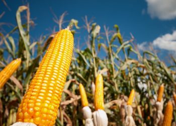 BNB financia R$ 396 milhões para custeio agropecuário em Sergipe