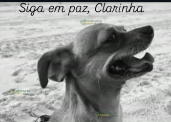 Cadela morre após se assustar com fogos e fugir de casa em Estância