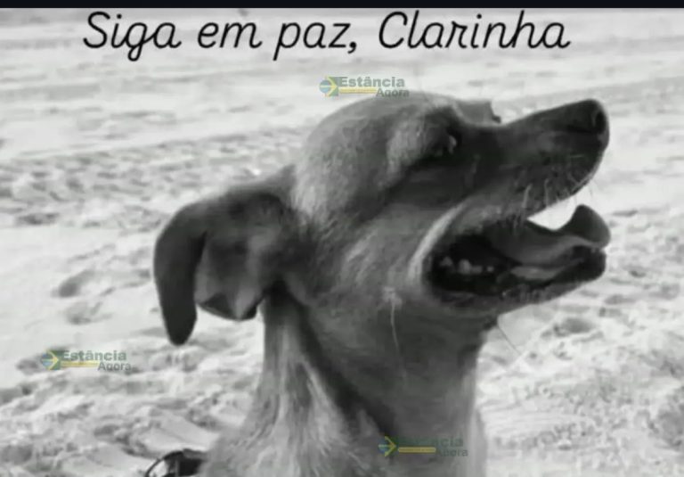 Cadela morre após se assustar com fogos e fugir de casa em Estância