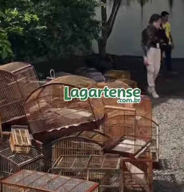 Polícia Civil deflagra operação e apreende animais silvestres em Lagarto