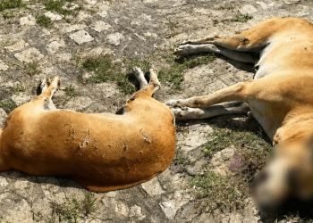 Caso revolta população: cachorra é encontrada  morta com sinais de violência em Cumbe