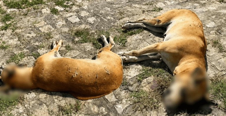 Caso revolta população: cachorra é encontrada  morta com sinais de violência em Cumbe