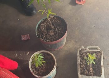 PC prende homem e apreende pés de maconha durante denúncia de violência doméstica