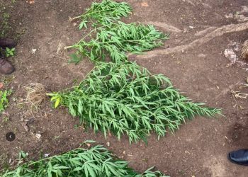 Polícia Civil apreende pés de maconha em quintal de residência no interior de SE