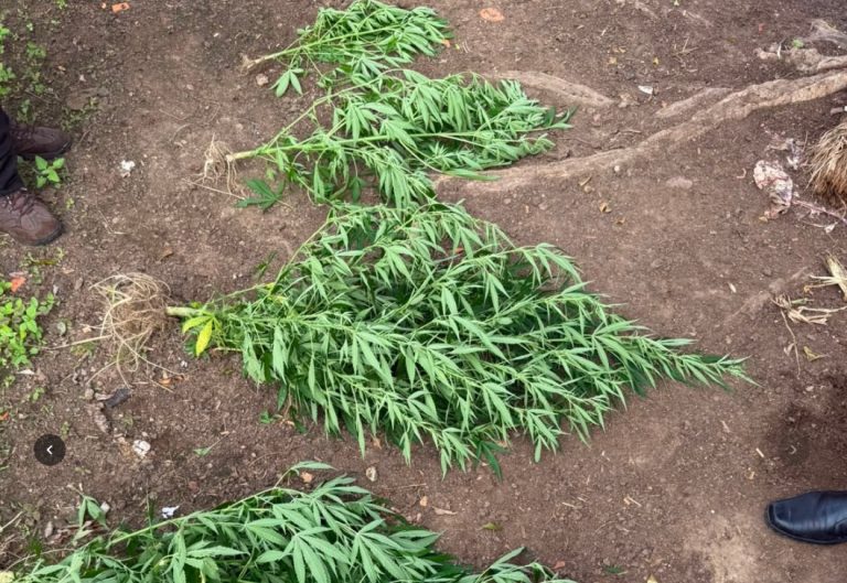 Polícia Civil apreende pés de maconha em quintal de residência no interior de SE