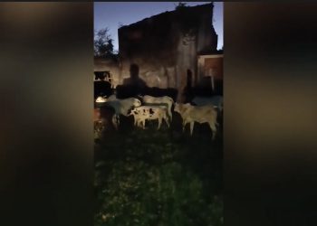 Polícia Civil recupera 14 cabeças de gado furtadas e prende suspeito por receptação