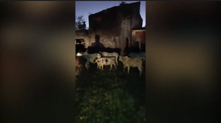 Polícia Civil recupera 14 cabeças de gado furtadas e prende suspeito por receptação