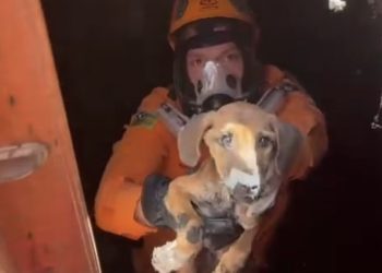 Corpo de Bombeiros resgata filhote de cachorro de cisterna em Lagarto