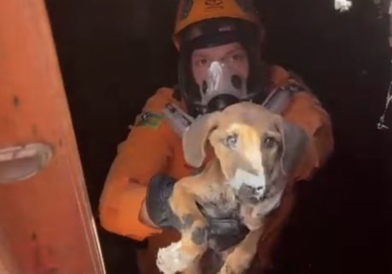 Corpo de Bombeiros resgata filhote de cachorro de cisterna em Lagarto