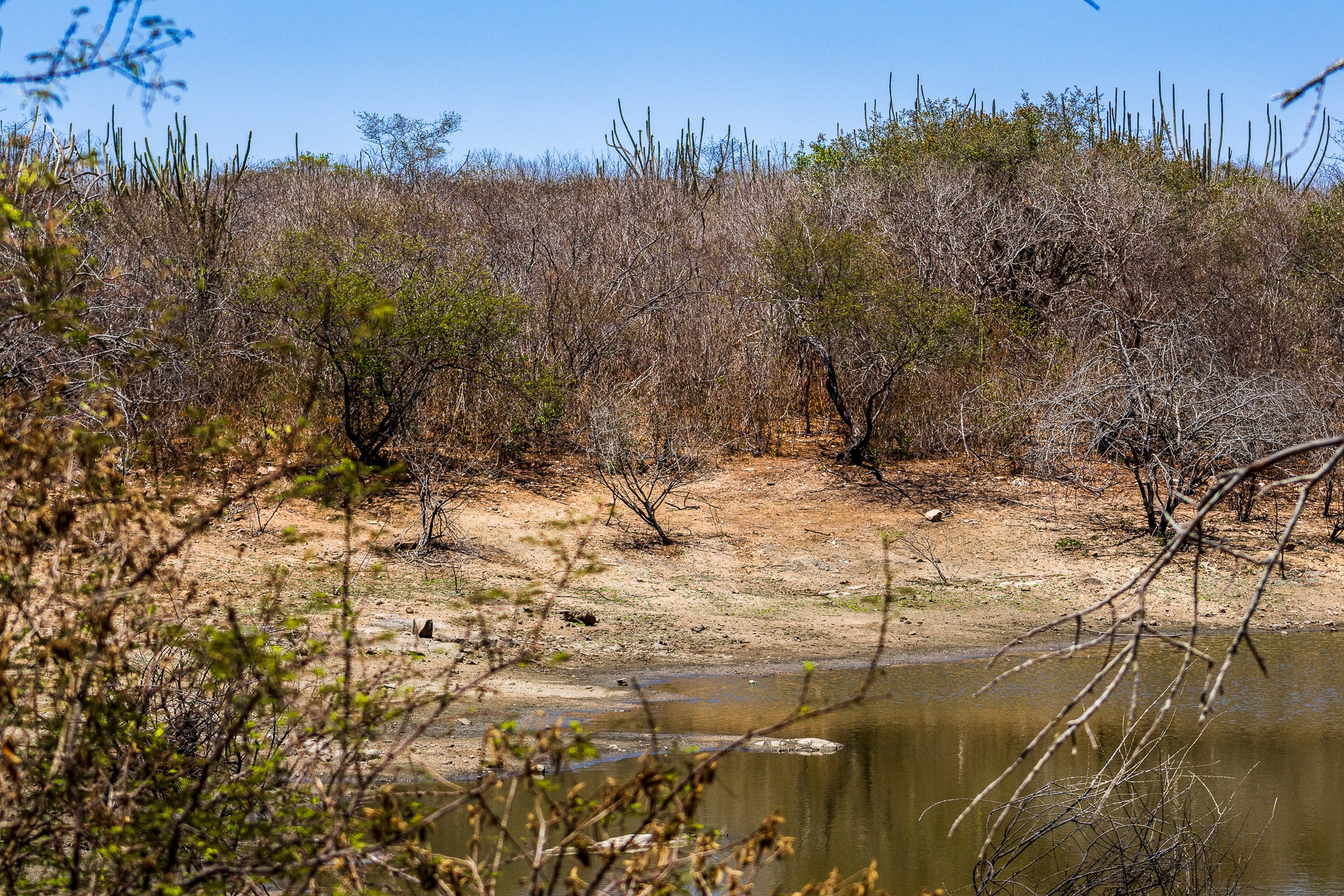 Caatinga - Arthuro Paganini-1.jpg
