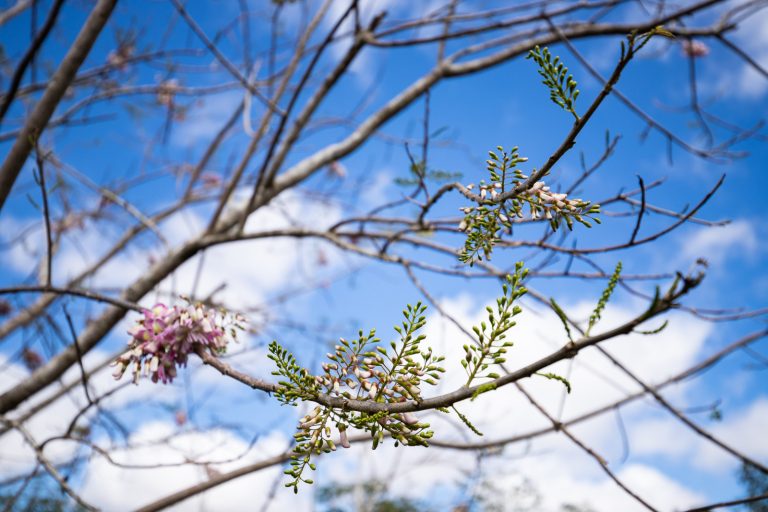 Primavera chega a Sergipe com temperaturas acima da média