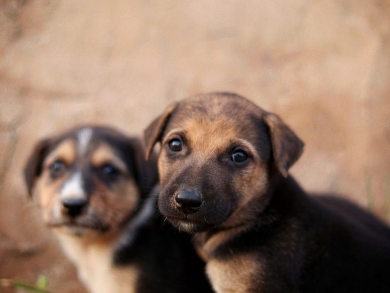 Polícia Civil promove evento de adoção de animais vítimas de maus-tratos em Lagarto