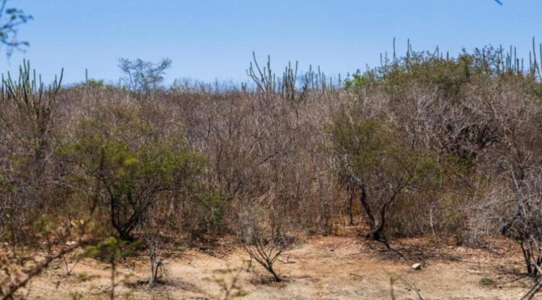 Governo de Sergipe atua de forma intersetorial na prevenção e no combate aos efeitos do El Niño